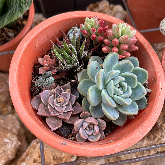 yuipyappさんの部屋