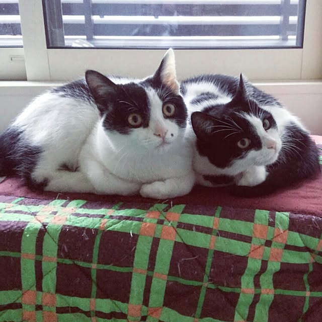 botanさんの実例写真