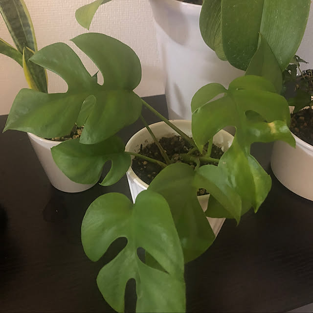 植物好き/観葉植物/植物のある暮らし/姫モンステラ/ヒメモンステラ...などのインテリア実例 - 2021-08-09 00:42:48