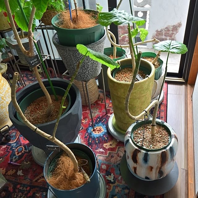 CYNOSさんの部屋