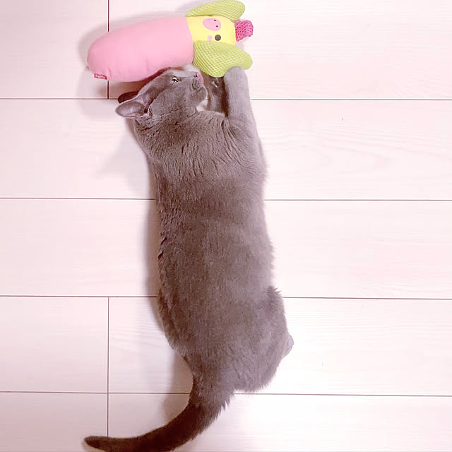 snoopyさんの実例写真