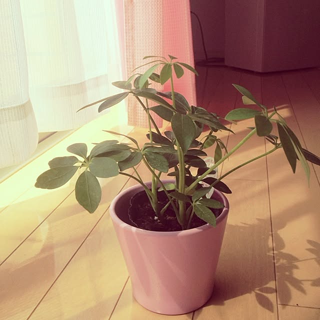 meloruriさんの実例写真