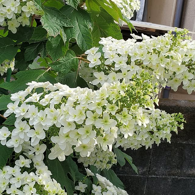 ramuramuさんの部屋