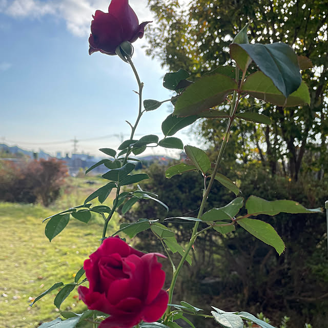 natsumiさんの部屋