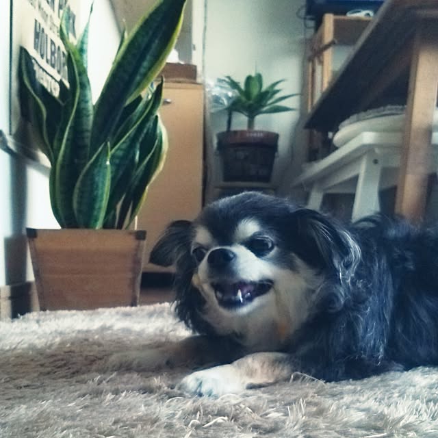 satominさんの実例写真