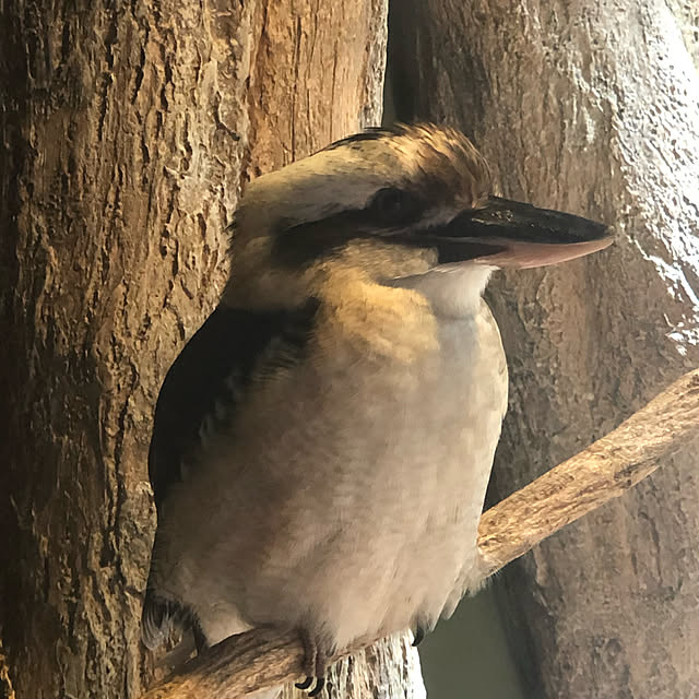 chinmaさんの実例写真