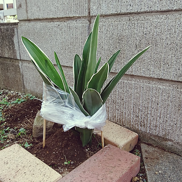 jijichanさんの実例写真