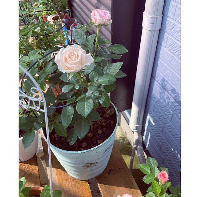 CoCo0617さんの部屋