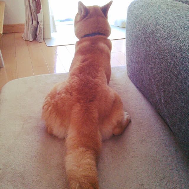 kotaさんの実例写真