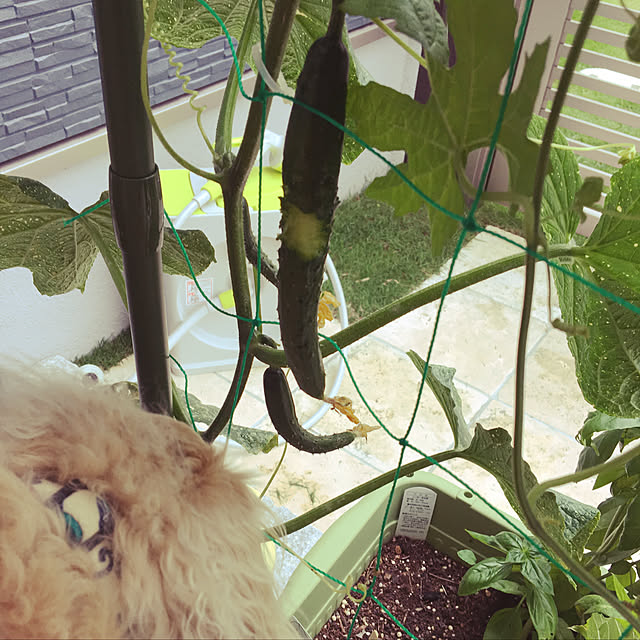 miro_n_chiさんの実例写真