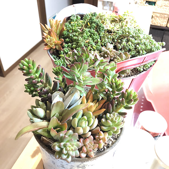 多肉植物/キッチンのインテリア実例 - 2020-01-07 21:48:55
