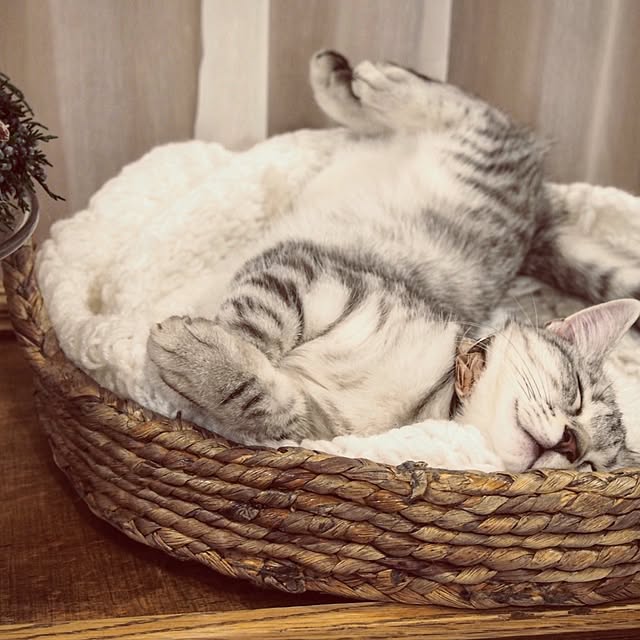 miiさんの実例写真