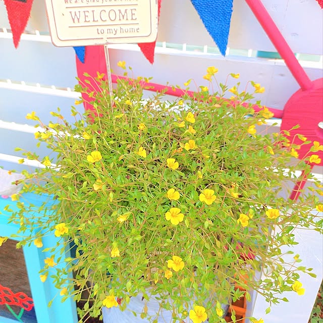 Miyumamaさんの部屋