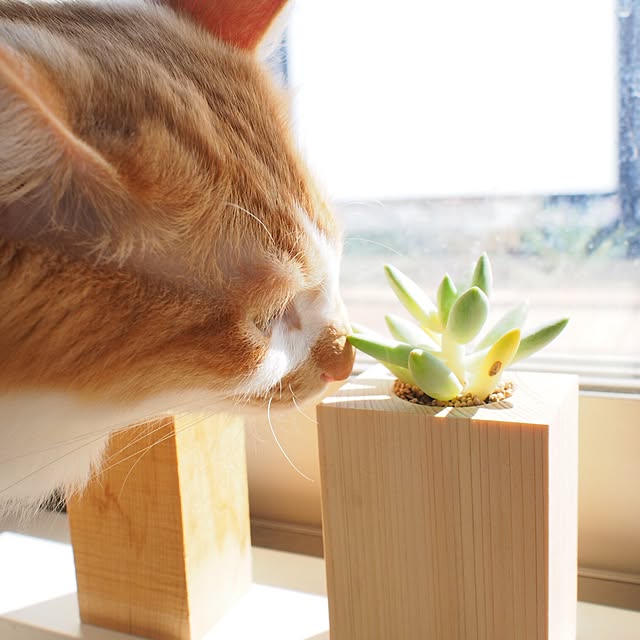 Reikoさんの実例写真