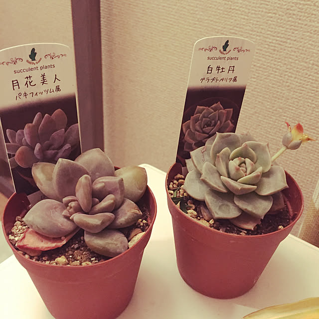 charさんの実例写真