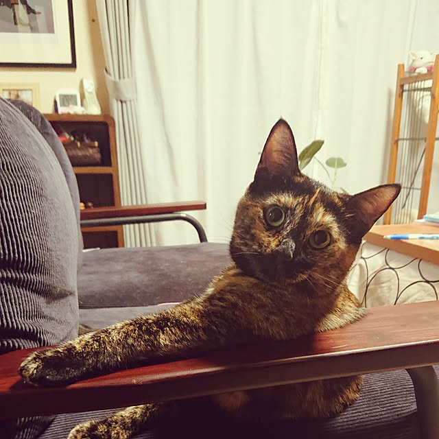 tyunaさんの実例写真