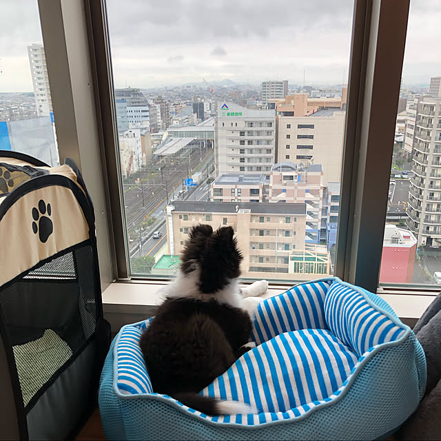 InfiniRoseさんの実例写真