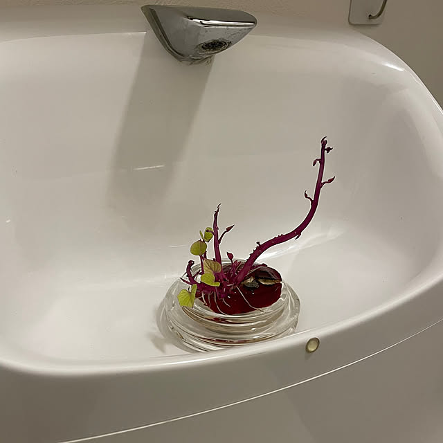adamoさんの部屋