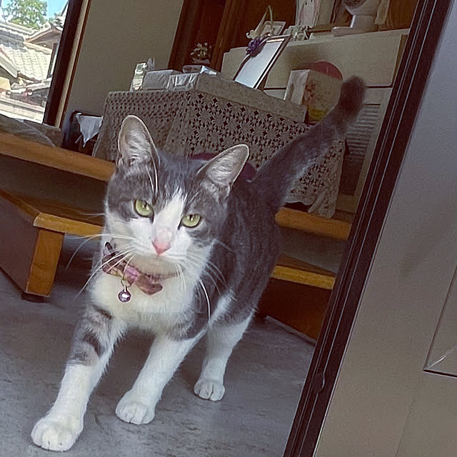 nekosamaさんの実例写真