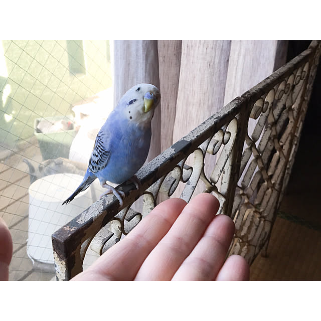 kuromameさんの実例写真