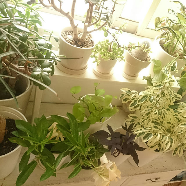 ベッド周り/観葉植物/植物/インドアグリーン/観葉植物のある暮らし...などのインテリア実例 - 2017-09-06 13:53:35