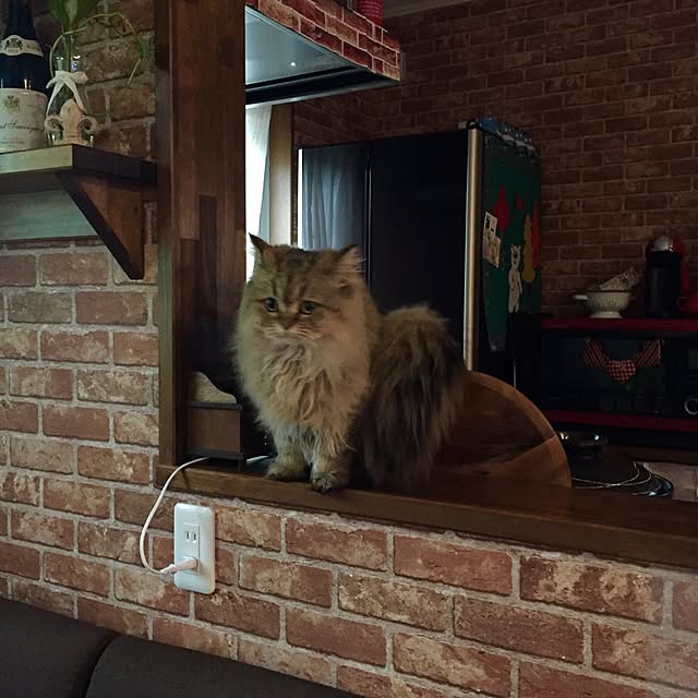 butachanさんの実例写真