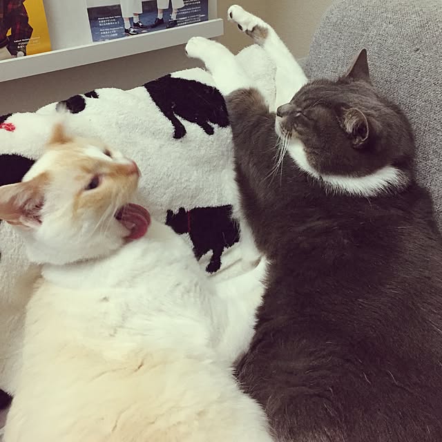 toufuさんの実例写真