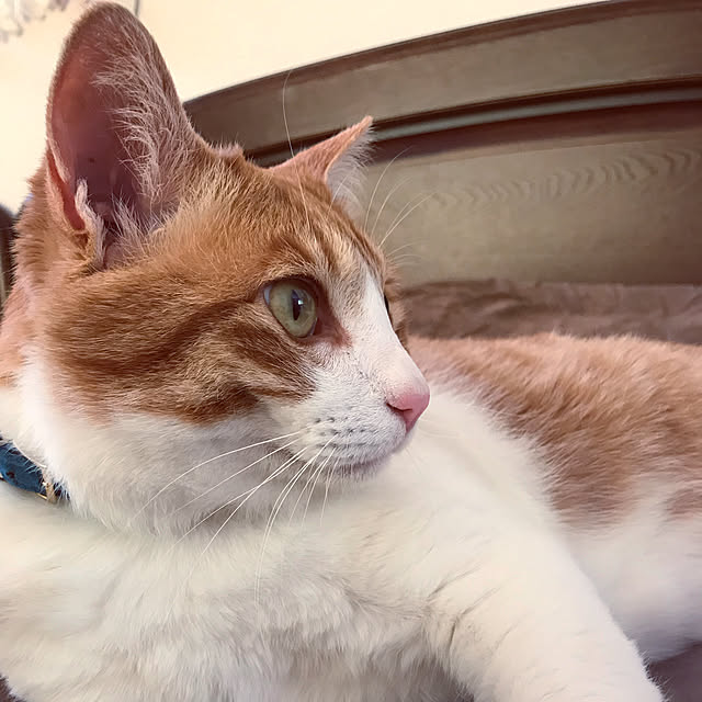 ねこばかりすみませんm(._.)m/ラグのある暮らし/ねこのいる風景/ベッド周りのインテリア実例 - 2020-05-23 00:25:48