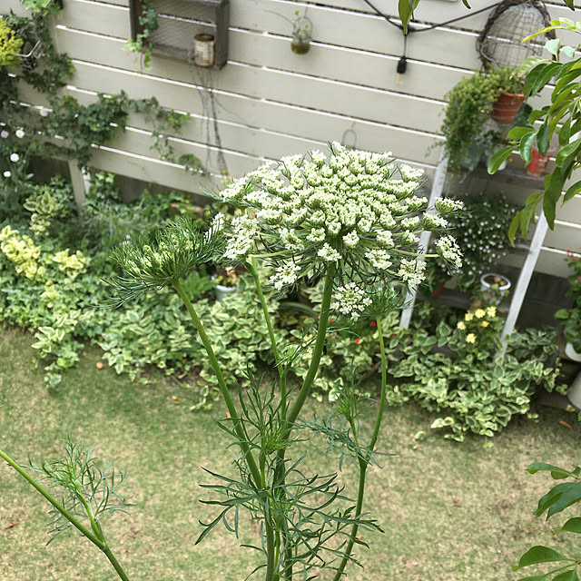PEKO3_3さんの実例写真