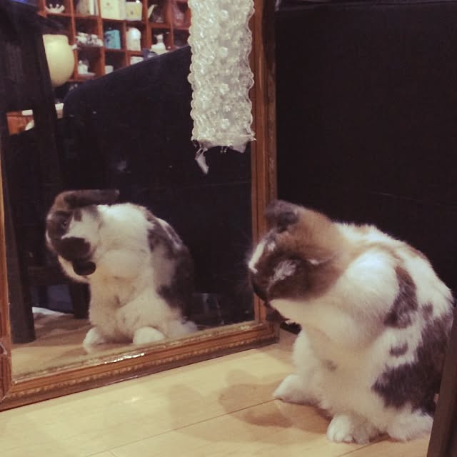 blurさんの実例写真