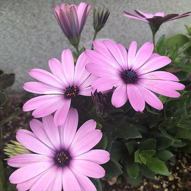 nakabaさんの実例写真