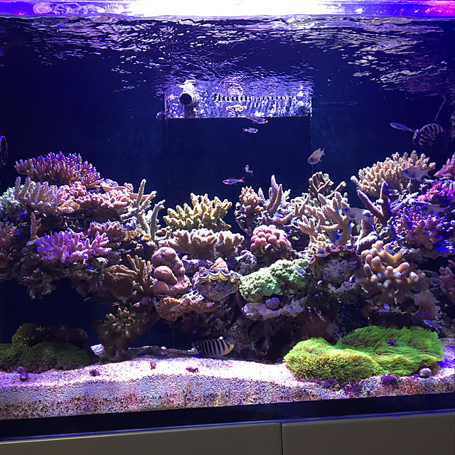 aquarium_seaさんの実例写真