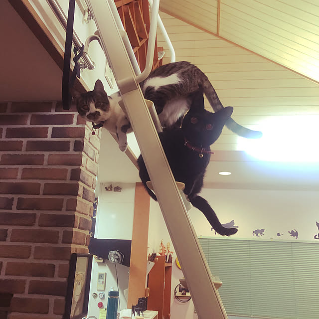 jijiさんの実例写真