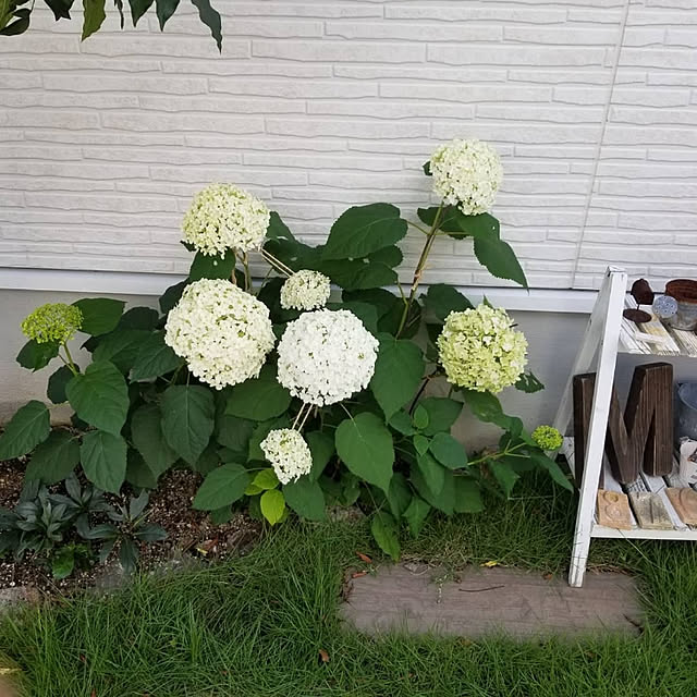 oshinkoさんの実例写真