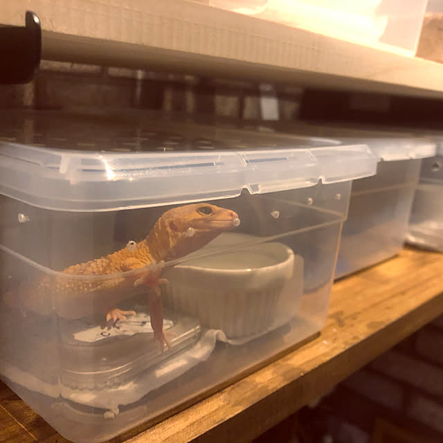 aquarist_tkさんの実例写真