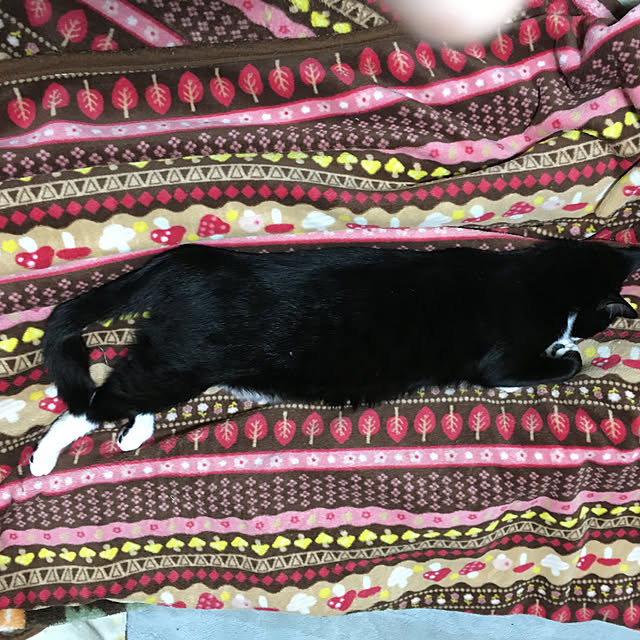 nekoさんの実例写真