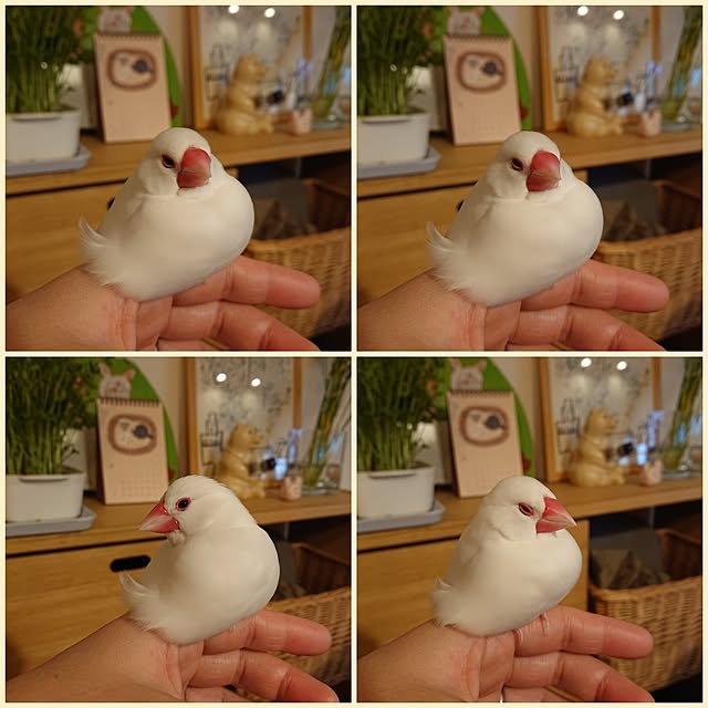 otokiさんの実例写真