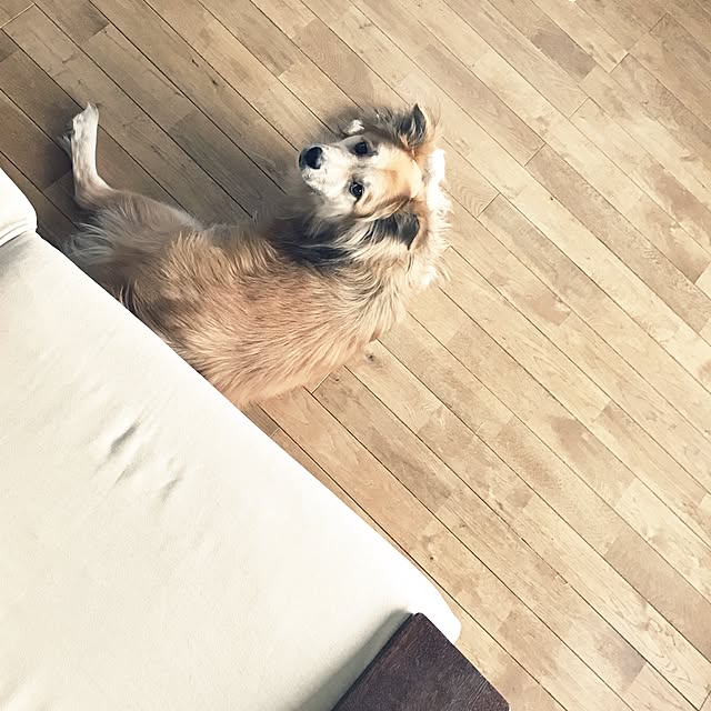 mameoさんの実例写真