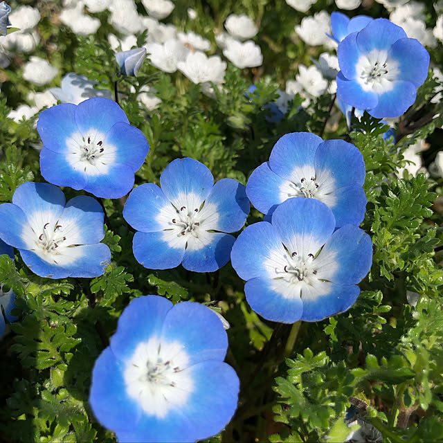 t-blueさんの実例写真