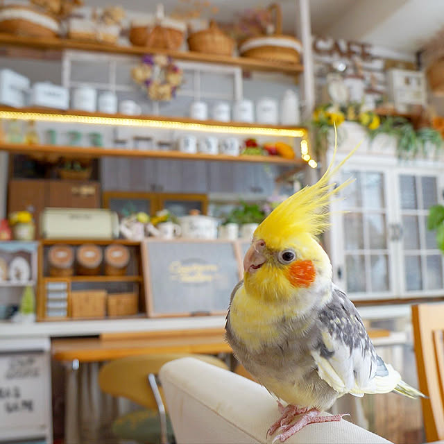 r_6cafeさんの実例写真