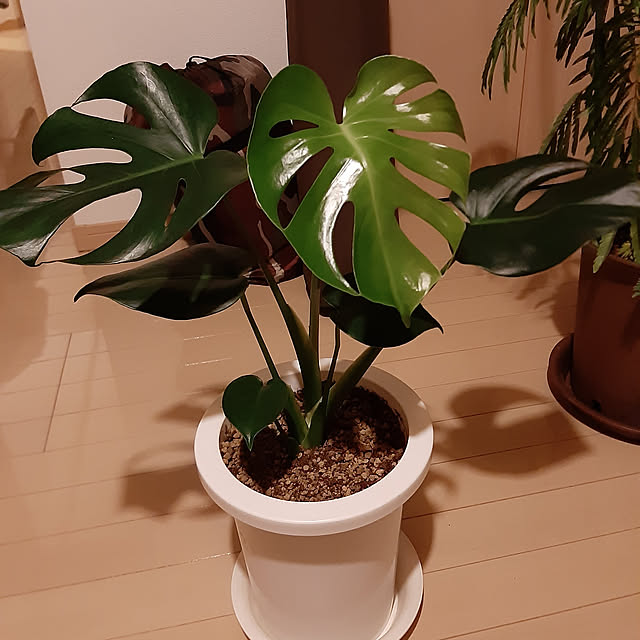 greenmanさんの実例写真