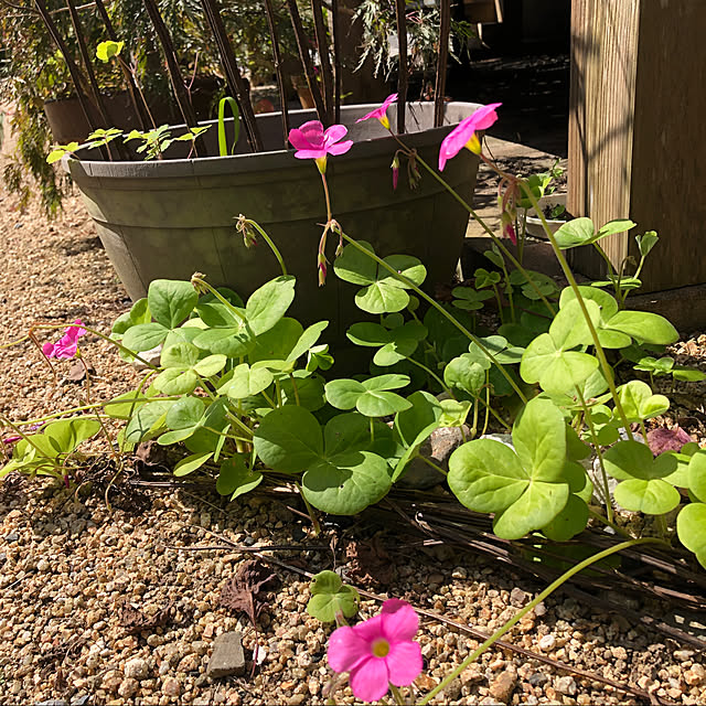 観葉植物/庭のお花/玄関/入り口のインテリア実例 - 2021-09-22 19:10:07