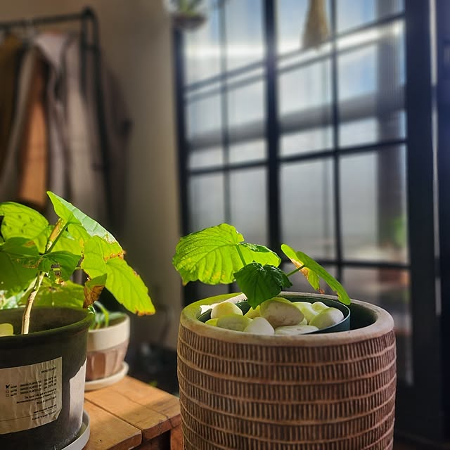 CYNOSさんの部屋