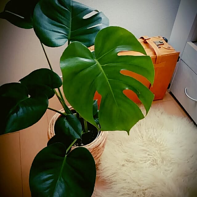 takiさんの実例写真