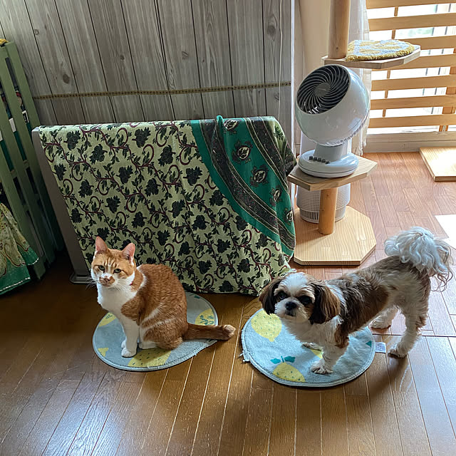 SHIHOさんの実例写真