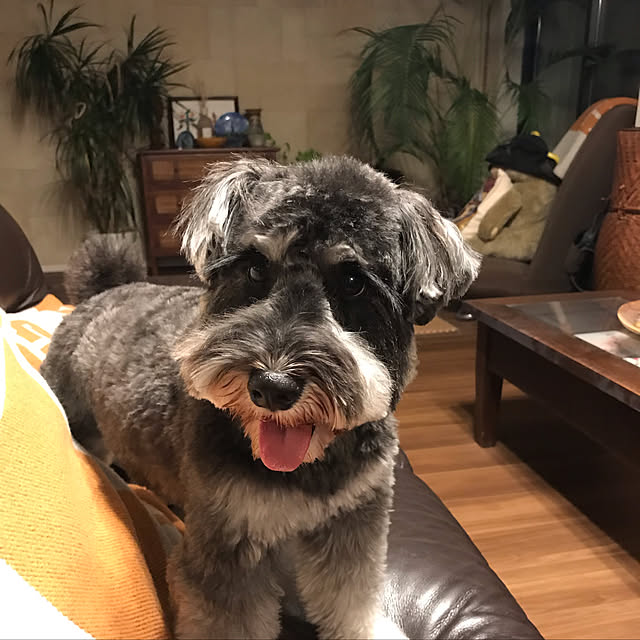 yonelogさんの実例写真