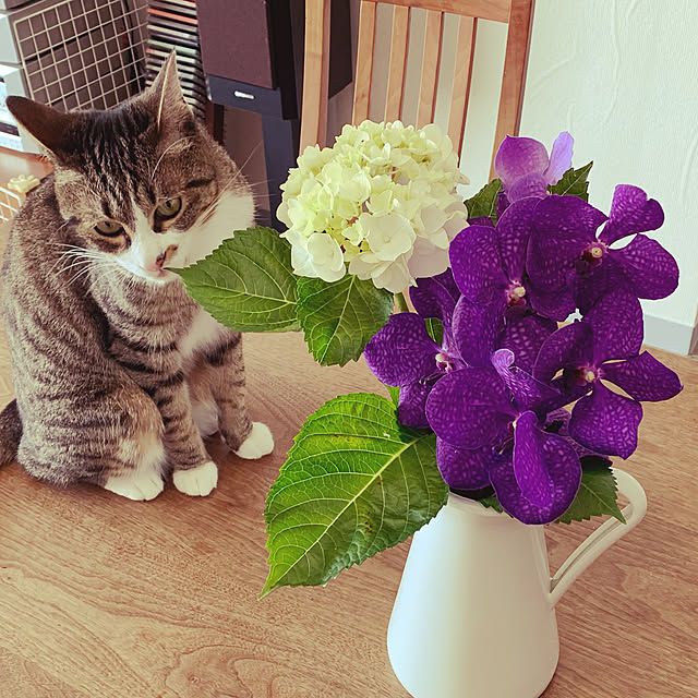 猫/あじさい/バンダ/花のある暮らし/花のある風景...などのインテリア実例 - 2023-06-10 09:24:26