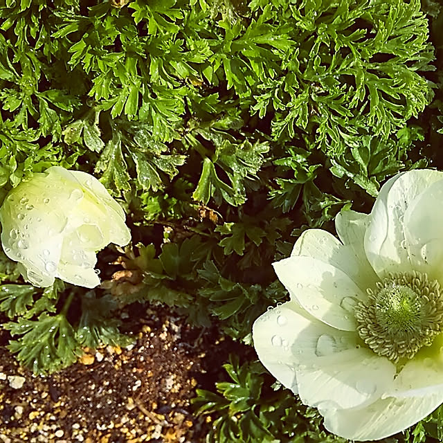 sunflowerさんの実例写真