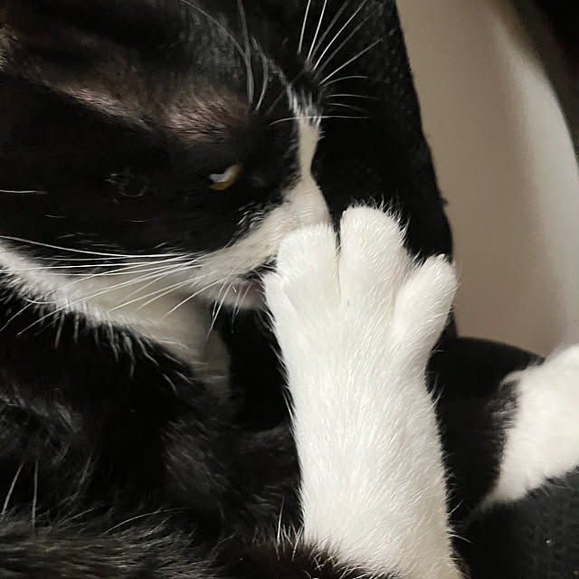 nekoさんの実例写真