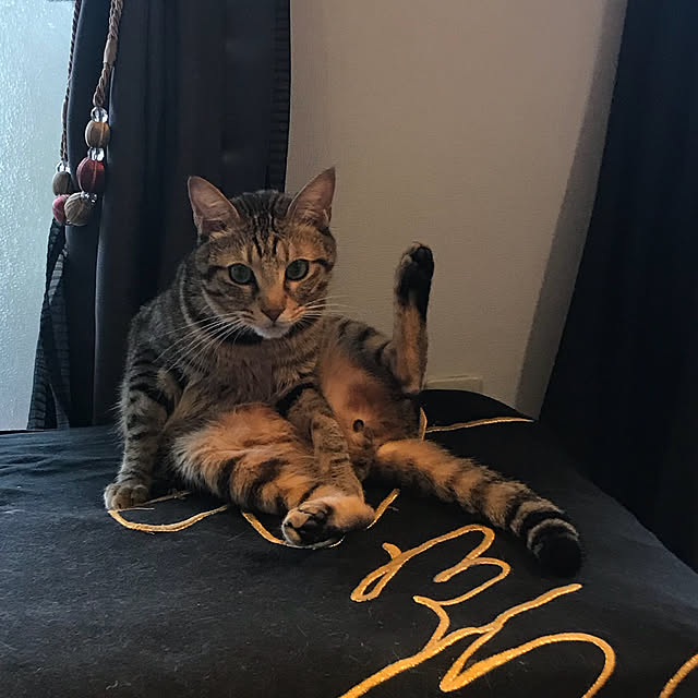 momoさんの実例写真